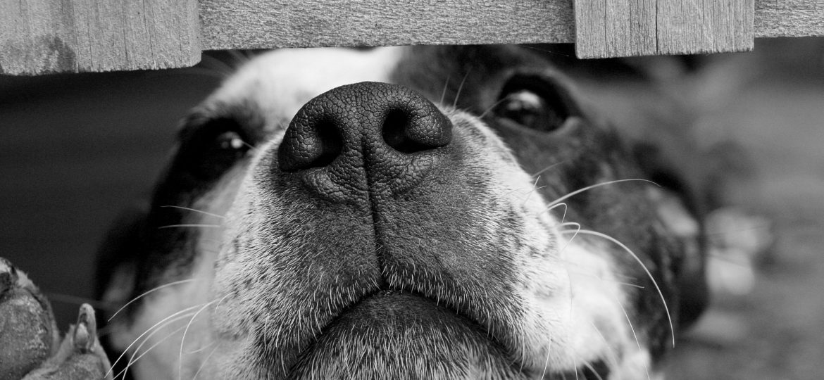 Vuoi adottare un nuovo amico?